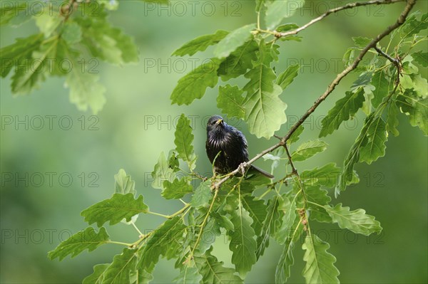 Close-up of a common starling (Sturnus vulgaris) in spring