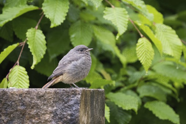 A redstart (Phoenicurus ochruros), young bird, sitting on a wall, surrounded by green leaves, Hesse, Germany, Europe