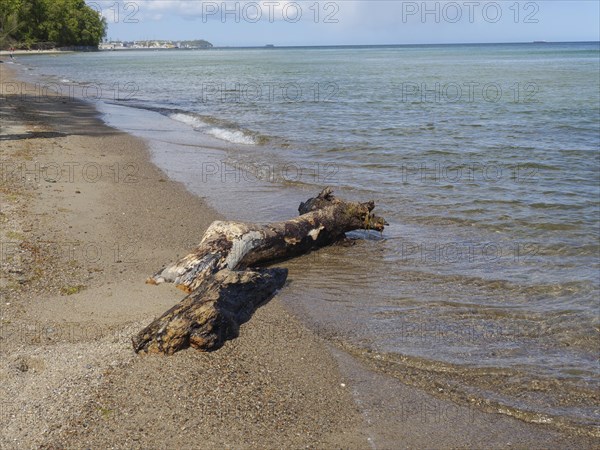 Driftwood lies on a sandy beach, the calm sea laps gently against the shore under a partly cloudy sky, Green trees on a Baltic Sea beach with clear water, Sopot, poland