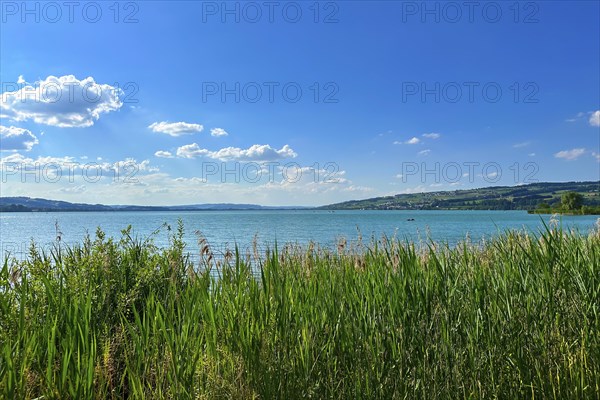 View over the reeds to a wide lake with clear blue sky and few clouds, summer mood, Sempach, Lucerne, Switzerland, Europe