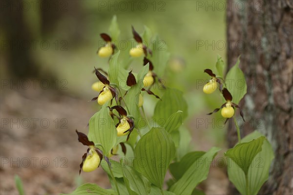 Close-up of lady's-slipper orchid (Cypripedium calceolus) blossoms in a forest in spring, Upper Palatinate