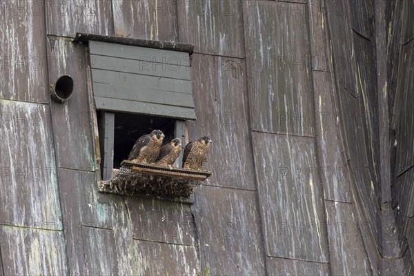 Peregrine falcon (Falco peregrinus), three young birds in front of the entrance to the nesting box, in the church spire of the town, Muensterland, North Rhine-Westphalia, KI generated, AI generated