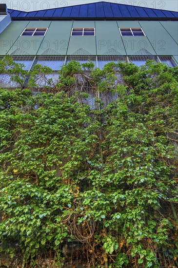 Green facade, Kempten, Allgaeu, Bavaria, Germany, Europe