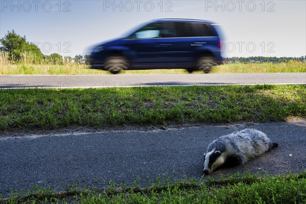 Dead badger on cycle path, Neuhardenberg, Brandenburg, Germany, Europe