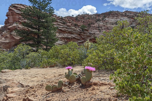 Prickly pear cactus blooming in Zion National Park, Utah, United States of America, USA, North America