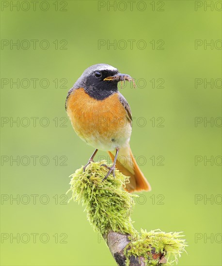 Common redstart (Phoenicurus phoenicurus), male on perch, songbird, wildlife, nature photography, Neunkirchen im Siegerland, North Rhine-Westphalia, Germany, Europe