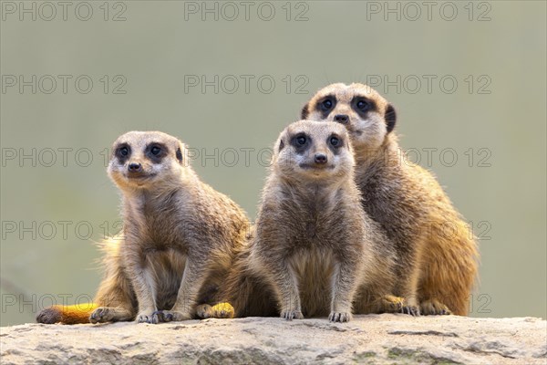 Meerkat (Suricata suricatta), occurrence Africa, captive, Baden-Wuerttemberg, Germany, Europe