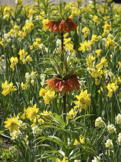 Wild daffodils and orange flowers blooming in a spring garden, many colourful blooming tulips in springtime in the Netherlands, amsterdam, netherlands