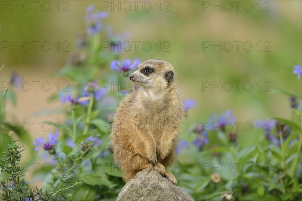 Close-up of a meerkat or suricate, Suricata suricatta sitting on a rock in spring