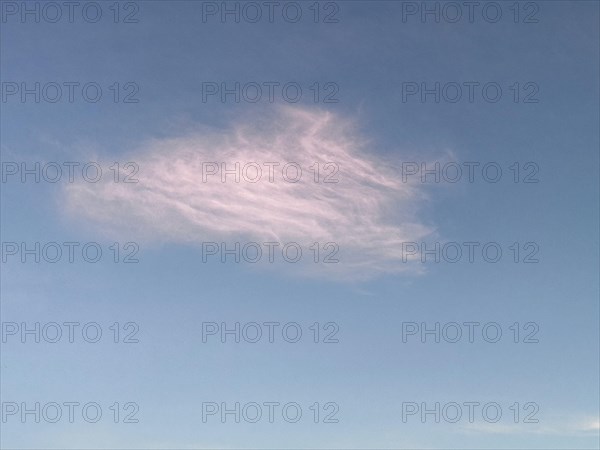 Pink cloud illuminated by the sun in the late afternoon in front of evening Feather cloud Veil cloud Cirrus in front of blue sky, Crete, Greece, Europe