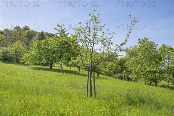 Orchard meadows, fruit trees on the Schlossberg, Staufen im Breisgau, Baden-Wuerttemberg, Germany, Europe