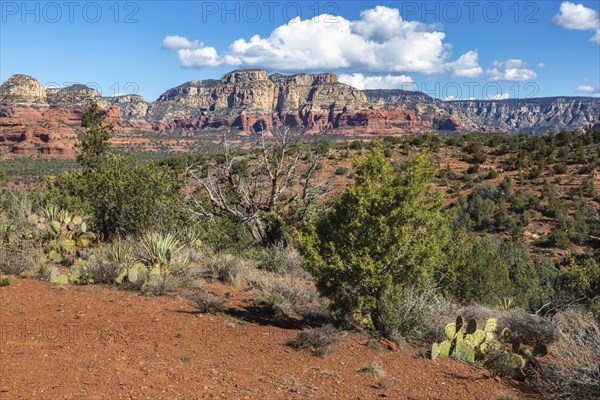 Prickly pear cactus growing along a hiking and off-road vehicle trail amoung the red rock sandstone formations surrounding Sedona, Arizona, USA, North America