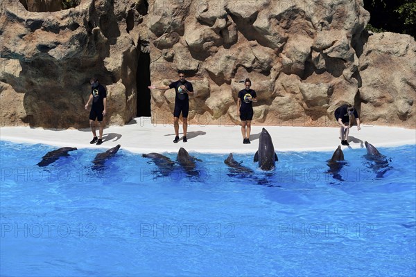 Loro Parque, Puerto de la Cruz, Santa Cruz de Tenerife, Tenerife, Canary Islands, Spain, Europe, Trainers interact with dolphins in front of a rocky backdrop in the water, Europe