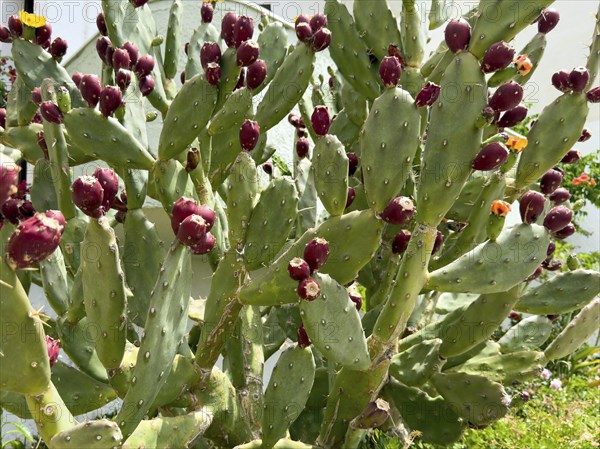 Cactus pear (Opuntia ficus-indica) Opuntia bears many shoots of red fruit, Crete, Greece, Europe