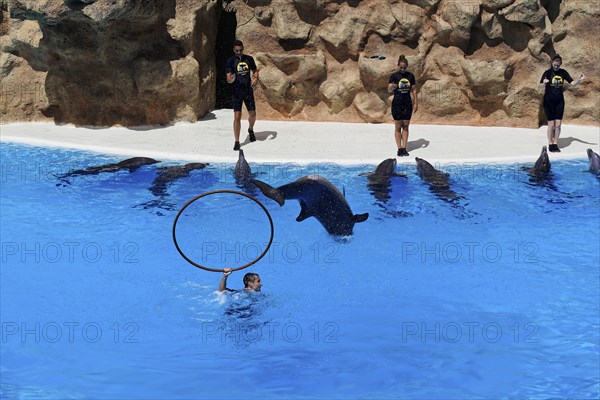 Loro Parque, Puerto de la Cruz, Santa Cruz de Tenerife, Tenerife, Canary Islands, Spain, Europe, A dolphin jumps through a tyre, supported by a trainer, while other dolphins watch, Europe