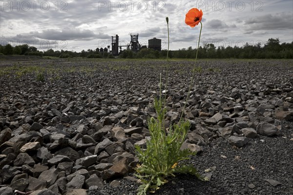 Poppy blossom on the bleak Hympendahl slag heap with the disused Phoenix-West blast furnace works, Hoerde, Dortmund, North Rhine-Westphalia, Germany, Europe