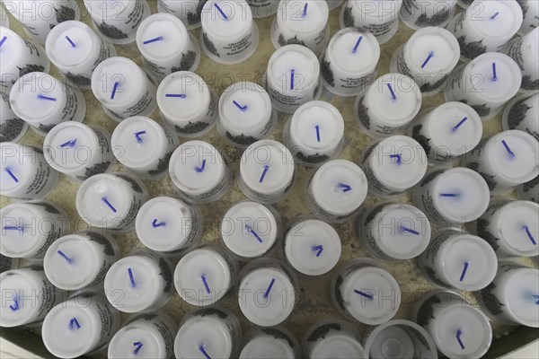 Interior view of Berlin Cathedral, Berlin, Germany, Europe, view of a large number of white candles with blue wicks ready to be lit, Europe