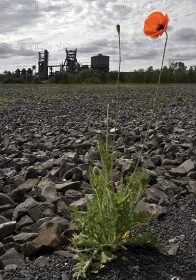 Poppy blossom on the bleak Hympendahl slag heap with the disused Phoenix-West blast furnace works, Hoerde, Dortmund, North Rhine-Westphalia, Germany, Europe