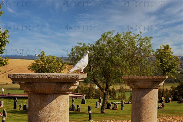 Large cemetery with tombs and religious symbols in Chiclana, Andalusia, Spain, Europe