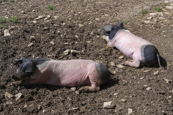 Young, free-range Swabian-Hall pigs, Neuhausen ob Eck open-air museum, Tuttlingen district, Baden-Wuerttemberg, Germany, Europe