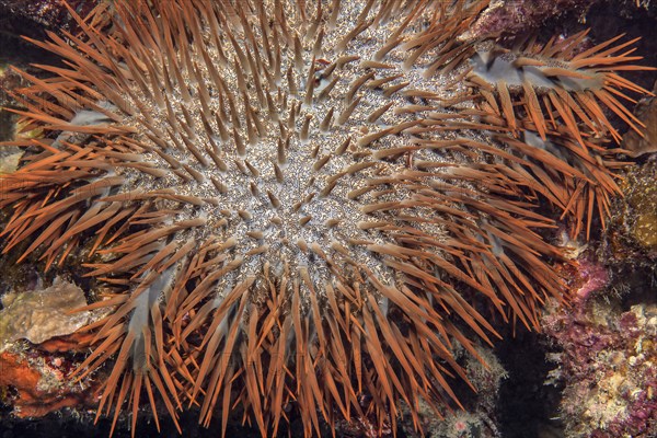 Close-up detail of crown-of-thorns (Acanthaster planci) sitting on coral reef eating stony coral (Scleractina) in tropical coral reefs, Pacific Ocean