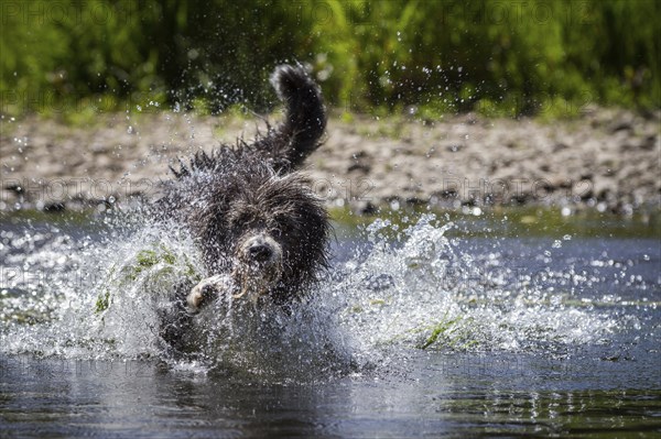 A Border Collie, Bearded Collie mix is splashing around in the water