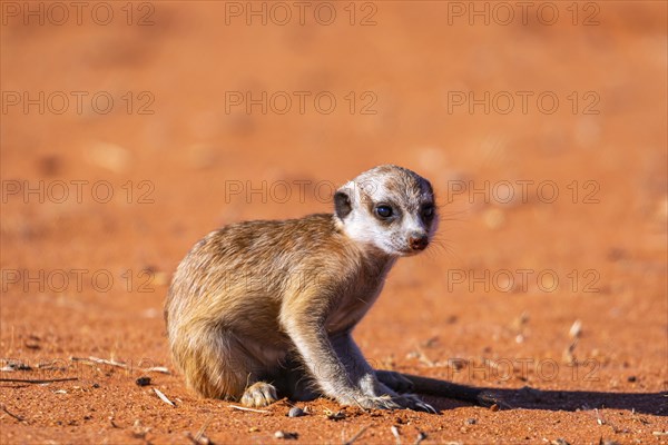 Young meerkat (Suricata suricatta), meerkat in the Kalahari