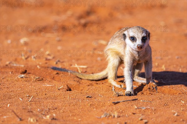 Young meerkat (Suricata suricatta), meerkat in the Kalahari