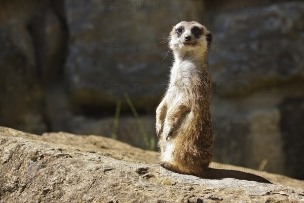 Meerkat (Suricata suricatta), meerkat