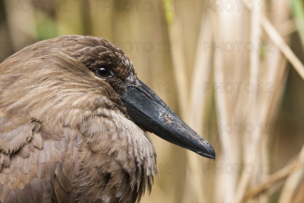 Hammerhead or shadow bird (Scopus umbretta)