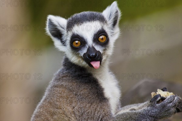 Young ring-tailed lemur (Lemur catta)