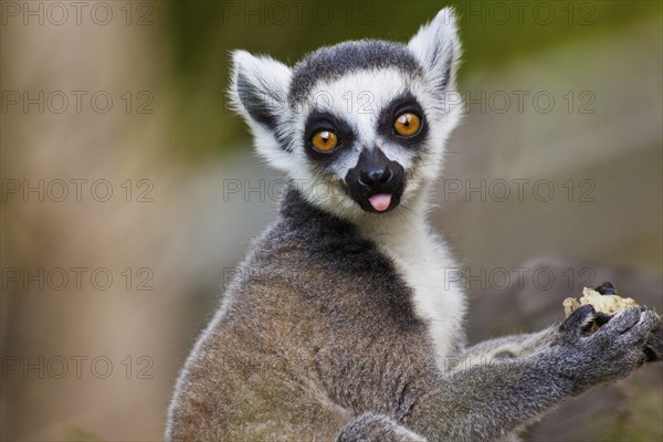 Young ring-tailed lemur (Lemur catta)