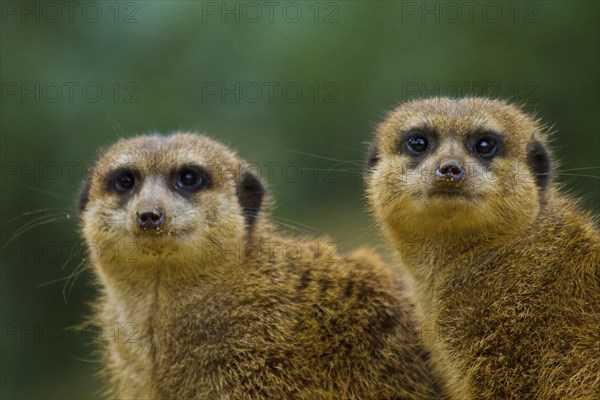 Meerkat (Suricata suricatta)