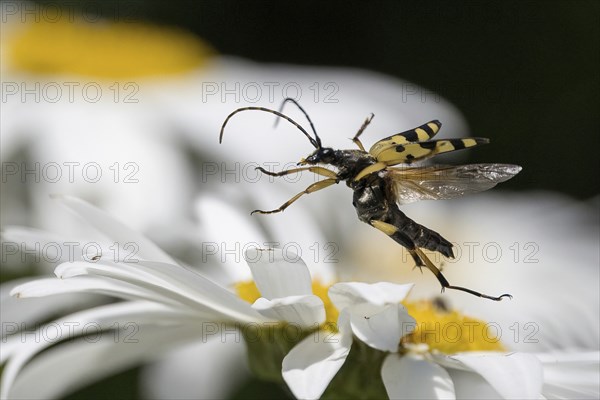 A spotted longhorn (Rutpela maculata) flies over a daisy flower, Hesse, Germany, Europe