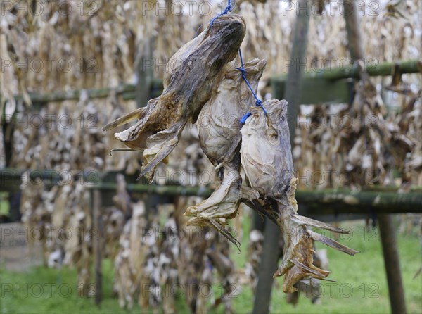 Dried fish and fish heads