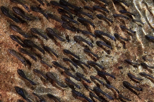 Blackfly (Simuliidae), larvae on stone under water in stream, Velbert, North Rhine-Westphalia, Germany, Europe