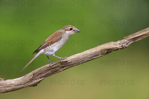 Red-backed shrike, red-backed shrike, thorn-backed shrike, family of shrikes, (Lanius collurio), female, Hockenheim, Baden-Württemberg, Germany, Europe