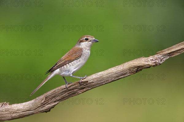 Red-backed shrike, red-backed shrike, thorn-backed shrike, family of shrikes, (Lanius collurio), female, Hockenheim, Baden-Württemberg, Germany, Europe