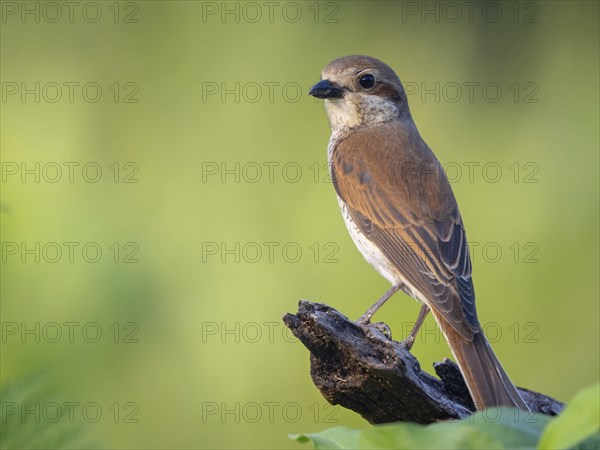 Red-backed shrike, red-backed shrike, thorn-backed shrike, family of shrikes, (Lanius collurio), female, Hockenheim, Baden-Württemberg, Germany, Europe