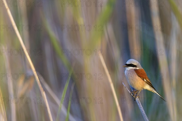 Red-backed shrike, red-backed shrike, thorn-backed shrike, family of shrikes, (Lanius collurio), male, Hockenheim, Baden-Württemberg, Germany, Europe