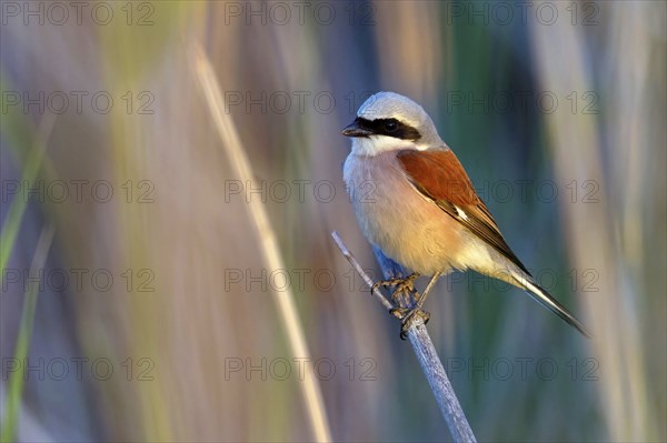 Red-backed shrike, red-backed shrike, thorn-backed shrike, family of shrikes, (Lanius collurio), male, Hockenheim, Baden-Württemberg, Germany, Europe