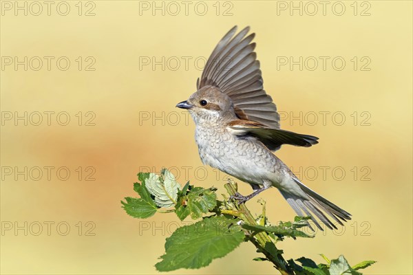 Red-backed shrike, red-backed shrike, thorn-backed shrike, family of shrikes, (Lanius collurio), female, Hockenheim, Baden-Württemberg, Germany, Europe