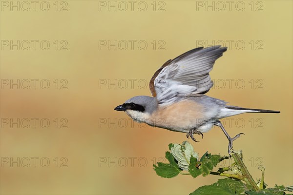 Red-backed shrike, red-backed shrike, thorn-backed shrike, family of shrikes, (Lanius collurio), male, Hockenheim, Baden-Württemberg, Germany, Europe