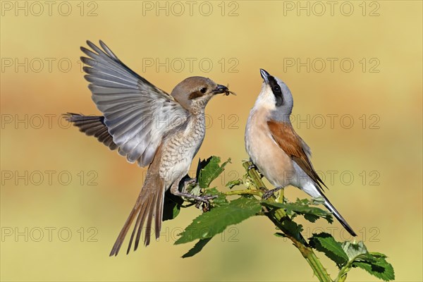 Red-backed shrike (Lanius collurio), pair, feeding, young bird, male and female, Hockenheim, Baden-Württemberg, Germany, Europe