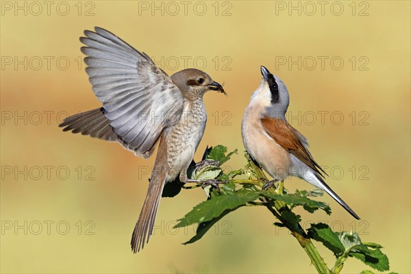 Red-backed shrike (Lanius collurio), pair, feeding, young bird, male and female, Hockenheim, Baden-Württemberg, Germany, Europe