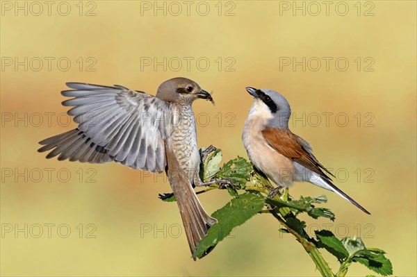 Red-backed shrike (Lanius collurio), pair, feeding, young bird, male and female, Hockenheim, Baden-Württemberg, Germany, Europe