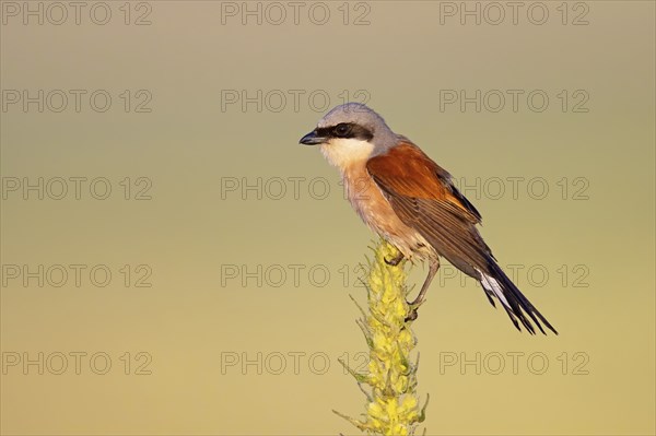 Red-backed shrike, red-backed shrike, thorn-backed shrike, family of shrikes, (Lanius collurio), male, Hockenheim, Baden-Württemberg, Germany, Europe