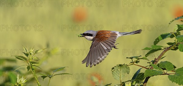 Red-backed shrike (Lanius collurio), male with prey, take-off, departure study, Hockenheim, Baden-Württemberg, Germany, Europe