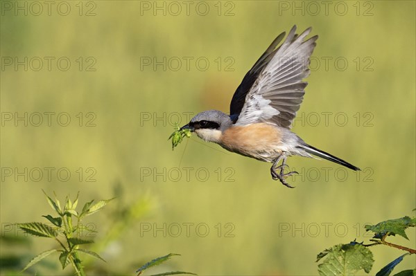 Red-backed shrike (Lanius collurio), male with prey, take-off, departure study, Hockenheim, Baden-Württemberg, Germany, Europe