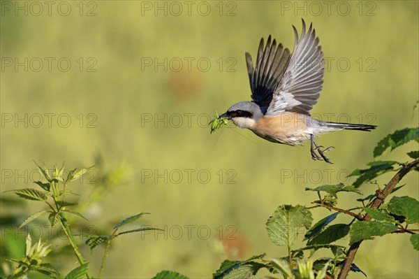 Red-backed shrike (Lanius collurio), male with prey, take-off, departure study, Hockenheim, Baden-Württemberg, Germany, Europe